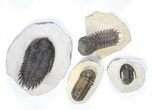 Lot: Assorted Devonian Trilobites - Pieces #79774-2